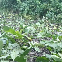 大凉山核桃自然成熟，