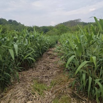 新鲜粽叶产地直销，全程冷库保鲜每天稳定供应万斤以上