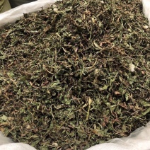 正宗中药材蒲蒲公英茶正品新货熏蒲公英新鲜浦公英干
