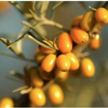辽宁一味康沙棘生物科技有限公司俄罗斯大果深秋红