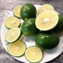 北京青柠檬苗有籽香水柠檬苗大量出售批发
