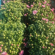 250千头菊，粉黄可混11元一盆，一箱24盆。