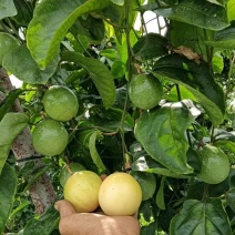 百香果