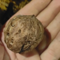 大凉山老树核桃新鲜的，自然熟的很香油分很重。挺好吃的。