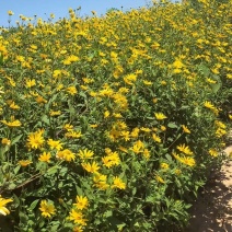 洋姜花鬼子姜胰岛花花茶