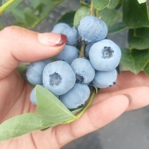 精品蓝莓