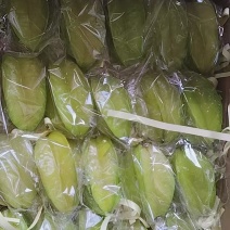 杨桃红杨桃品质保证支持视频看货选货量大从优