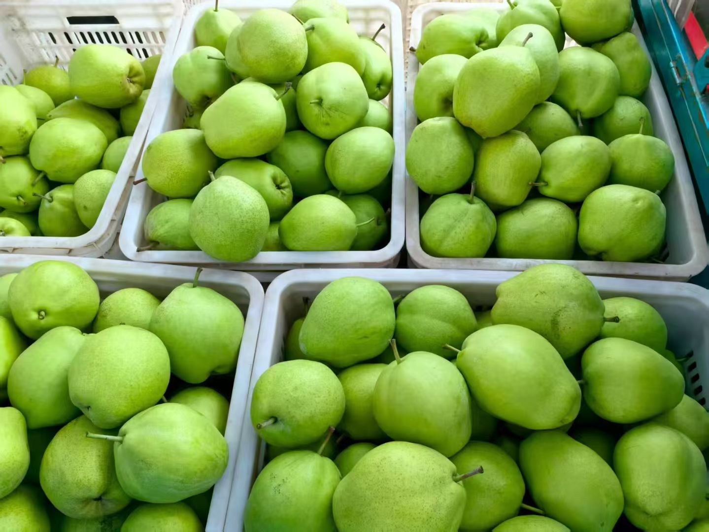 超市货架上整齐摆放的新鲜雪梨特写