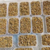 海瓜子肉薄壳肉蛤蜊肉大量供应产地直发可视频看货