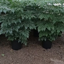 精品幸福树