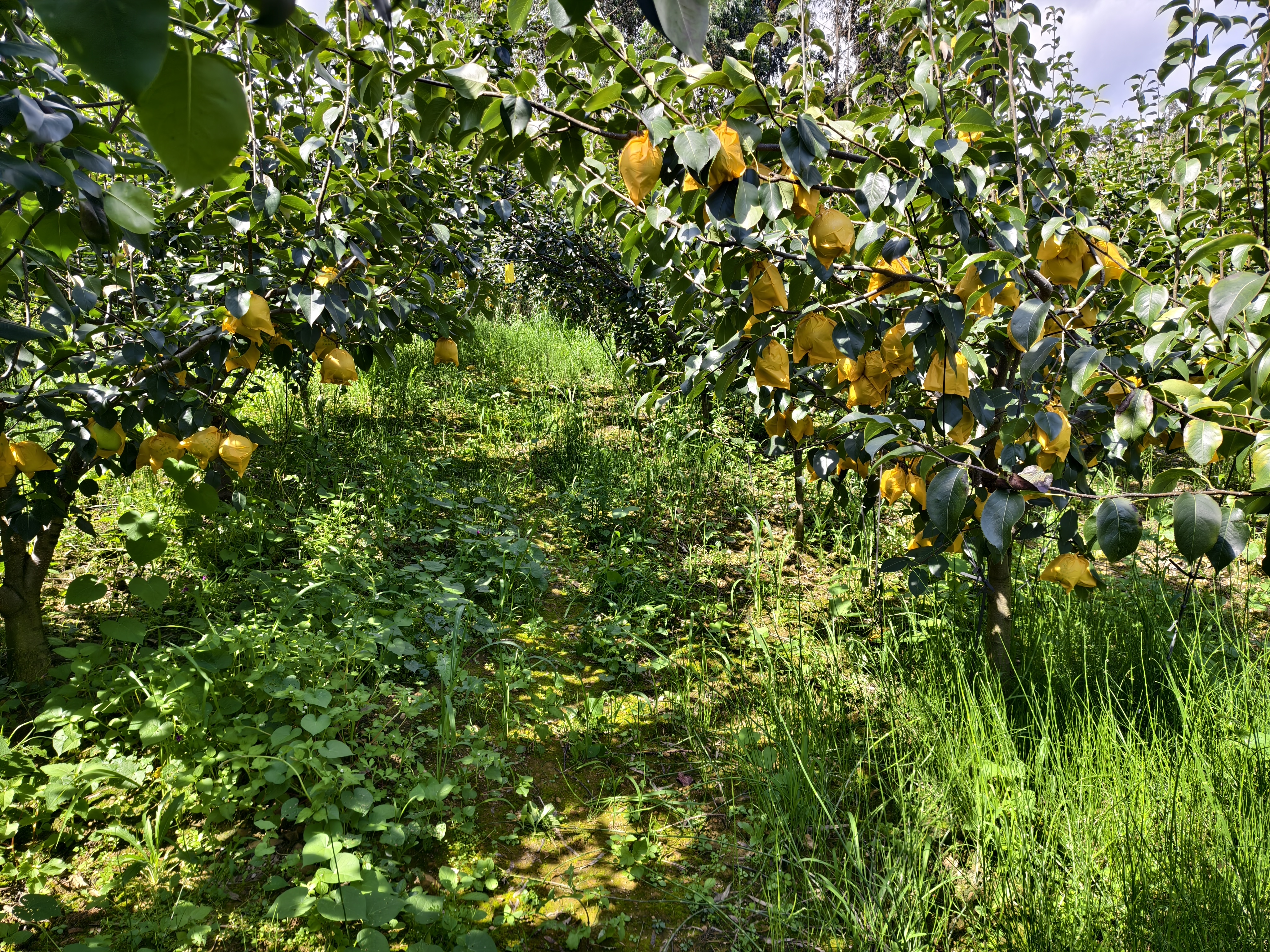 一片广袤的酥梨种植园,春季开花时满树洁白梨花盛开,枝叶繁茂,远处有果农在田间劳作,阳光洒落在果园上,呈现出生机勃勃的农业景象 酥梨果园全景图