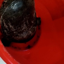 甲鱼