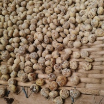 新疆54团油莎豆产地直发