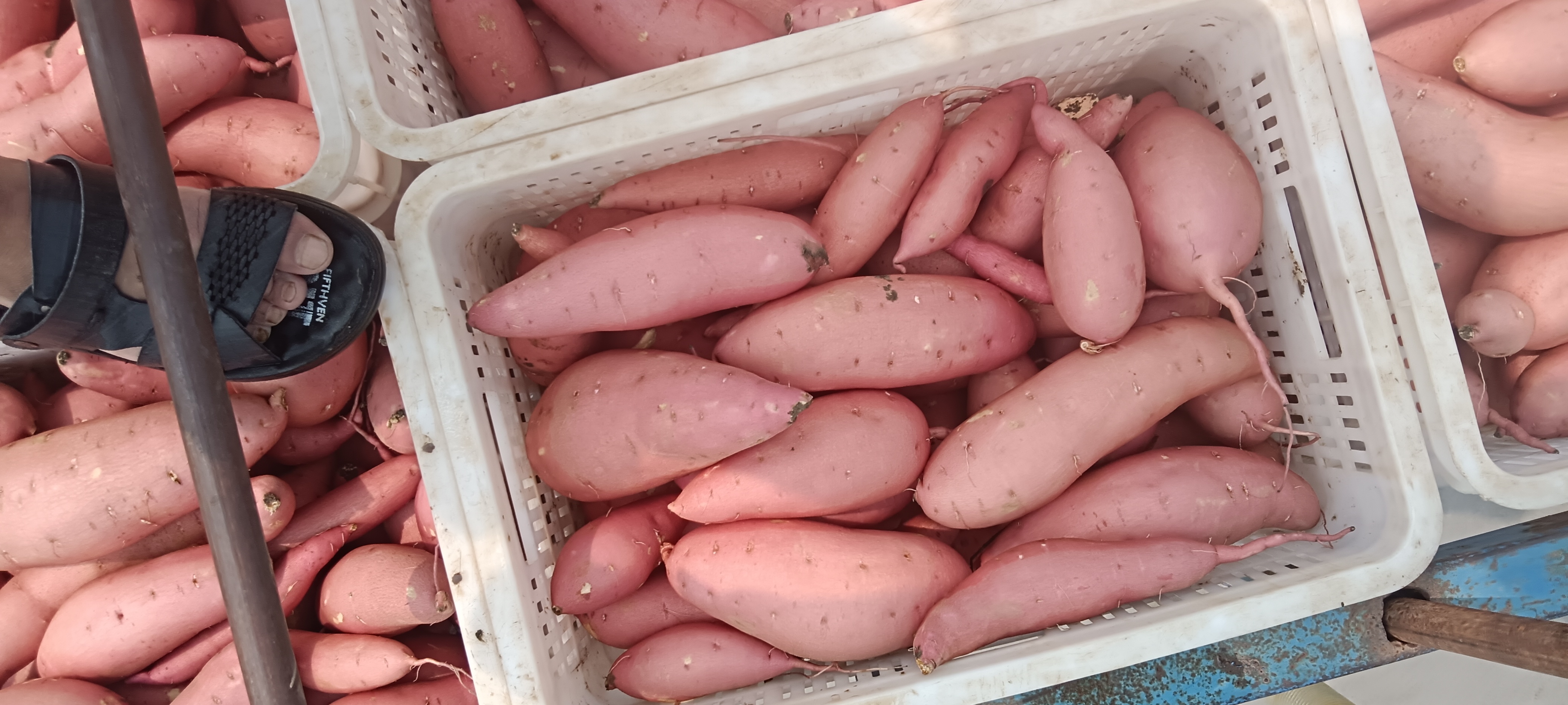 烟薯不同大小对比图