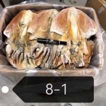 特大墨鱼干，干度好，
