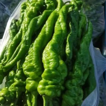 精品螺丝椒种植基地直发质量保障对接全国商超档口可视频看货