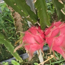 火龙果