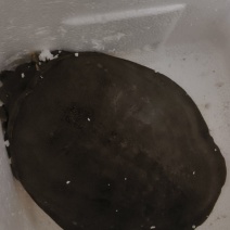 甲鱼