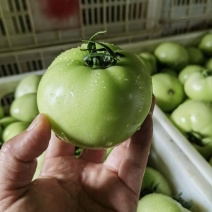 青西红柿青番茄大量有货产地一手货源量大从优