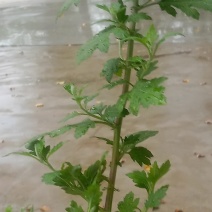野菊花