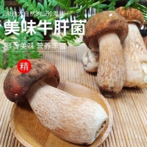 【空运速达】云南高山现采新鲜美味牛肝菌一级货冷链直发