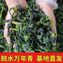 脱水万年青，菜芯，拌饭，包子铺专用