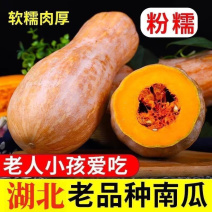 蜜本南瓜/湖北老南瓜/湖北蜜本南瓜/产区直发