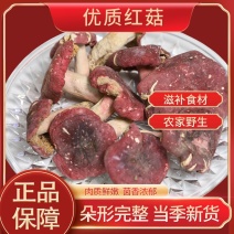 【热卖】南召精品红菇颗颗精选营养鲜美肉质鲜嫩产地直发