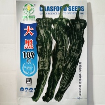 大黑109皱皮椒种子，黑皱皮香辣口感品种种子