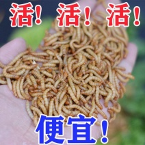包邮《黄粉虫》四川养殖基地直发对接全国提供技术指导