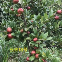 新鲜油茶果，出油率高