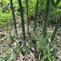 大量老竹，随时联系砍