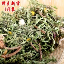 蒲公英茶带根带花纯干的新货蒲公英蒲公英