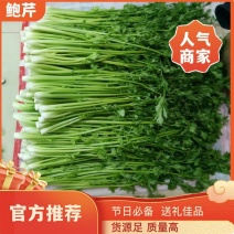 【优选】章丘鲍芹，大型合作社，质行天下！酒店商超品质