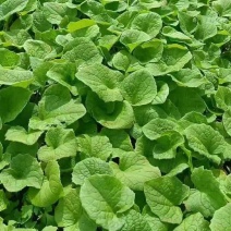 云南云木香苗，大量在售，1000棵起包邮，欢迎下单致电