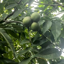 麻子核桃
