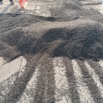 油葵