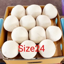 椰皇椰蛋，产地价2.9元/个，按柜发货