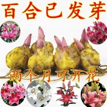 【种球栽好发货】香水百合耐寒重瓣百合盆栽阳台四季花多花苞浓香