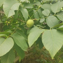 青皮核桃