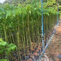 大腹木棉绿化苗木大腹木棉自家基地直供量大优惠