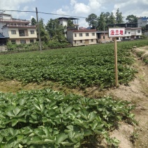 特级拉森法兰地草莓苗价格优惠提供技术售后保障