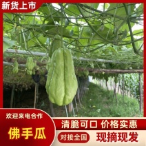 山东佛手瓜绿色无公害4两以上精品洋瓜捧瓜寿瓜