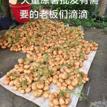 广西桂林全州凉薯