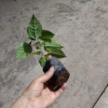 良种巴豆苗