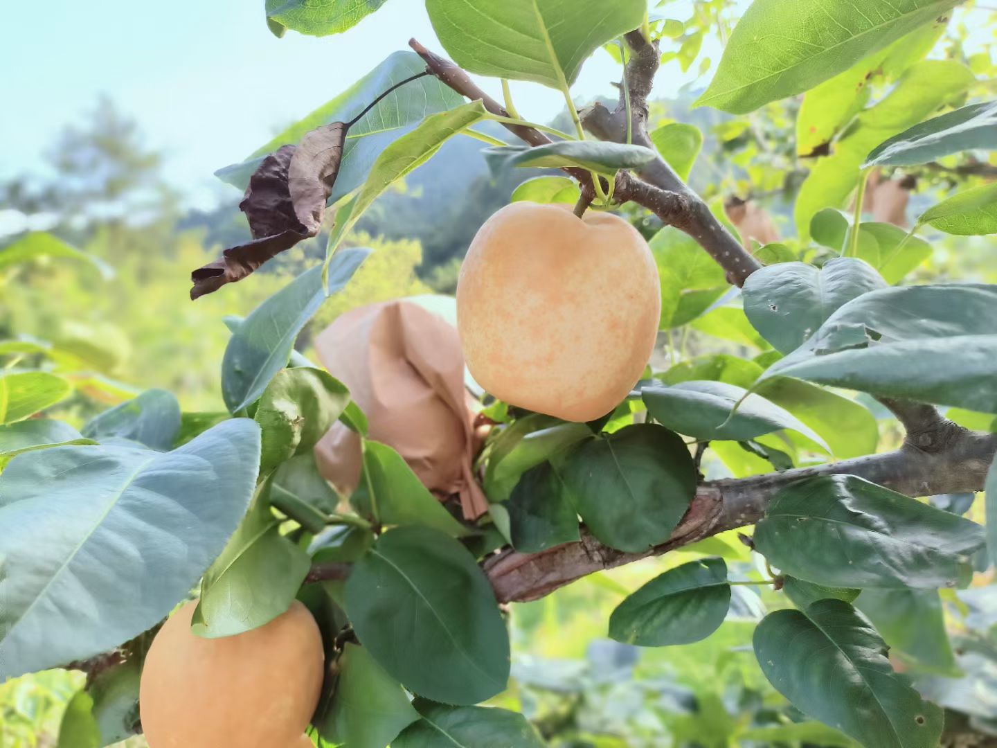 水晶梨果实特写