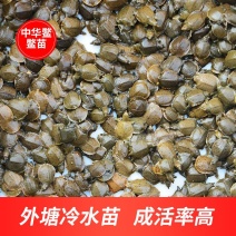 1000只便宜中华鳖小甲鱼苗批发水鱼苗王八团鱼生态外塘可食用