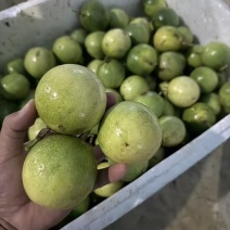 云南百香果钦蜜9号产地直发量大从优欢迎来电咨询订购