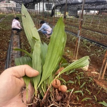 冰球子货品纯净中药专营批发零售可直接联系