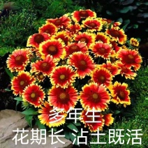 红花天人菊宿根多年生耐寒园林绿化低矮盆栽室内外观赏